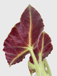 Begonia Listada - Bumble Plants