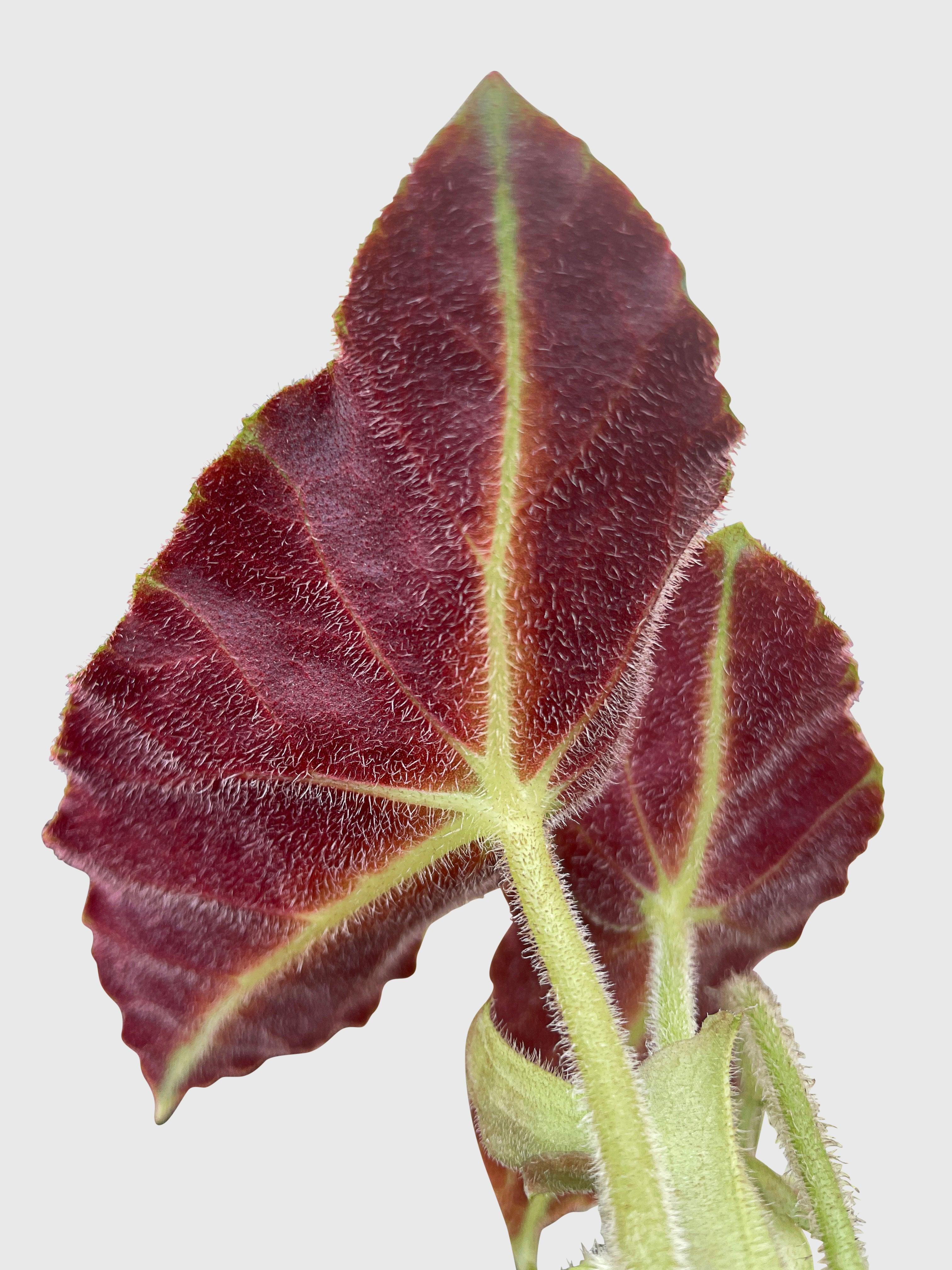 Begonia Listada - Bumble Plants