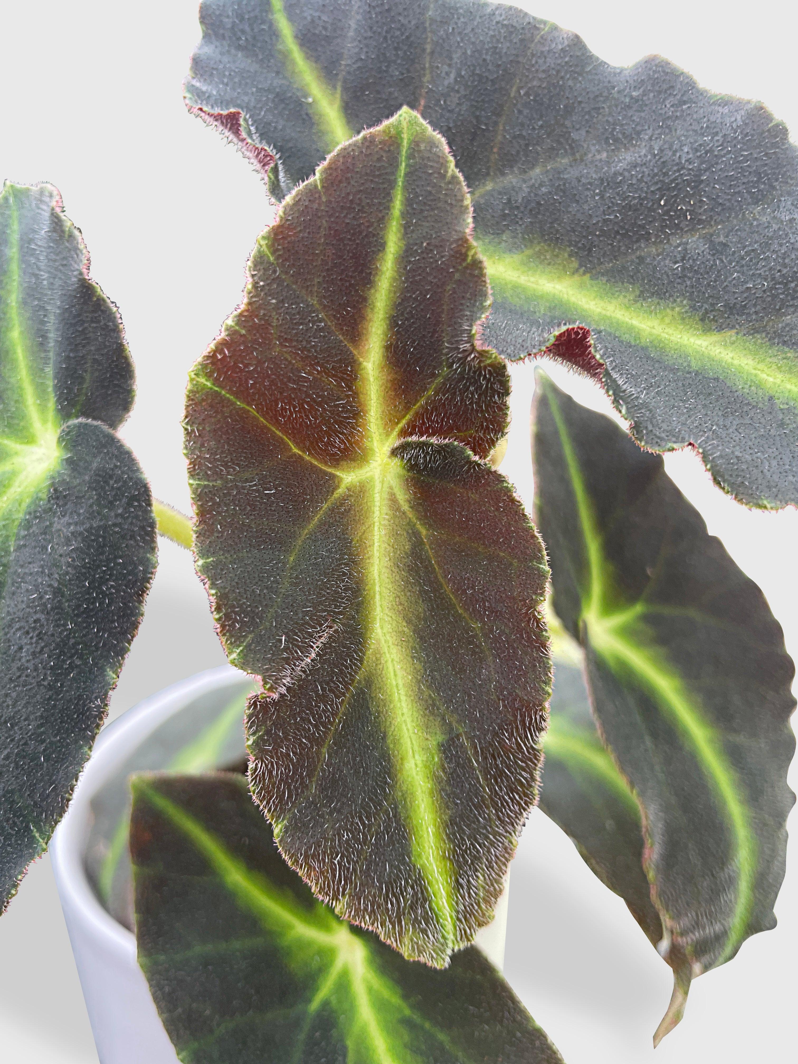 Begonia Listada - Bumble Plants