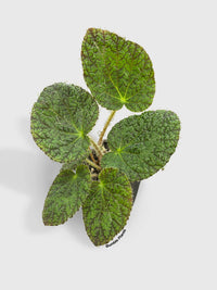 Begonia Longiciliata 'Sizemoreae U388' - Bumble Plants