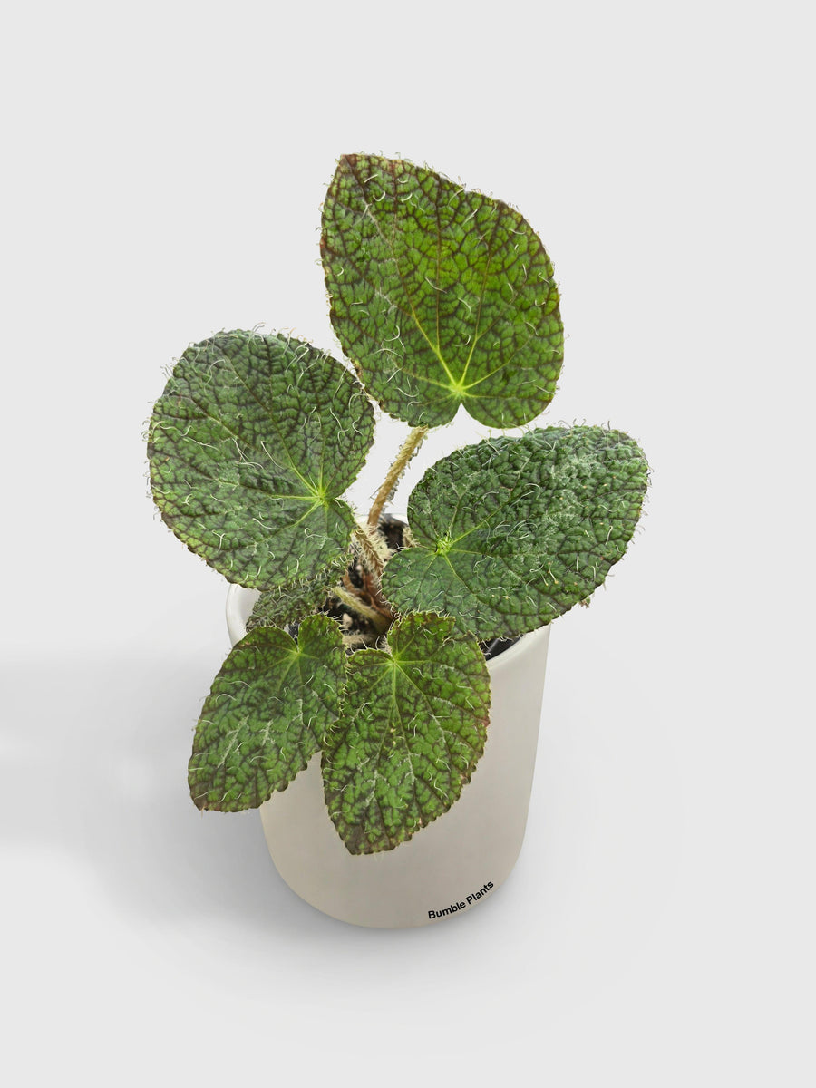 Begonia Longiciliata 'Sizemoreae U388' - Bumble Plants