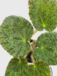 Begonia Longiciliata 'Sizemoreae U388' - Bumble Plants