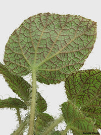 Begonia Longiciliata 'Sizemoreae U388' - Bumble Plants