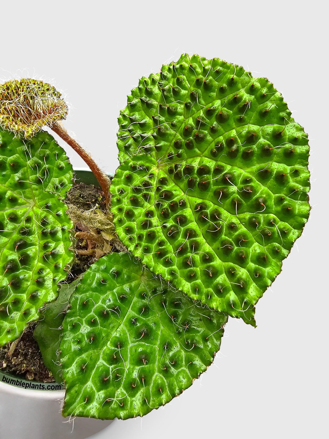 Begonia Melanobullata - Bumble Plants
