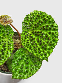 Begonia Melanobullata - Bumble Plants