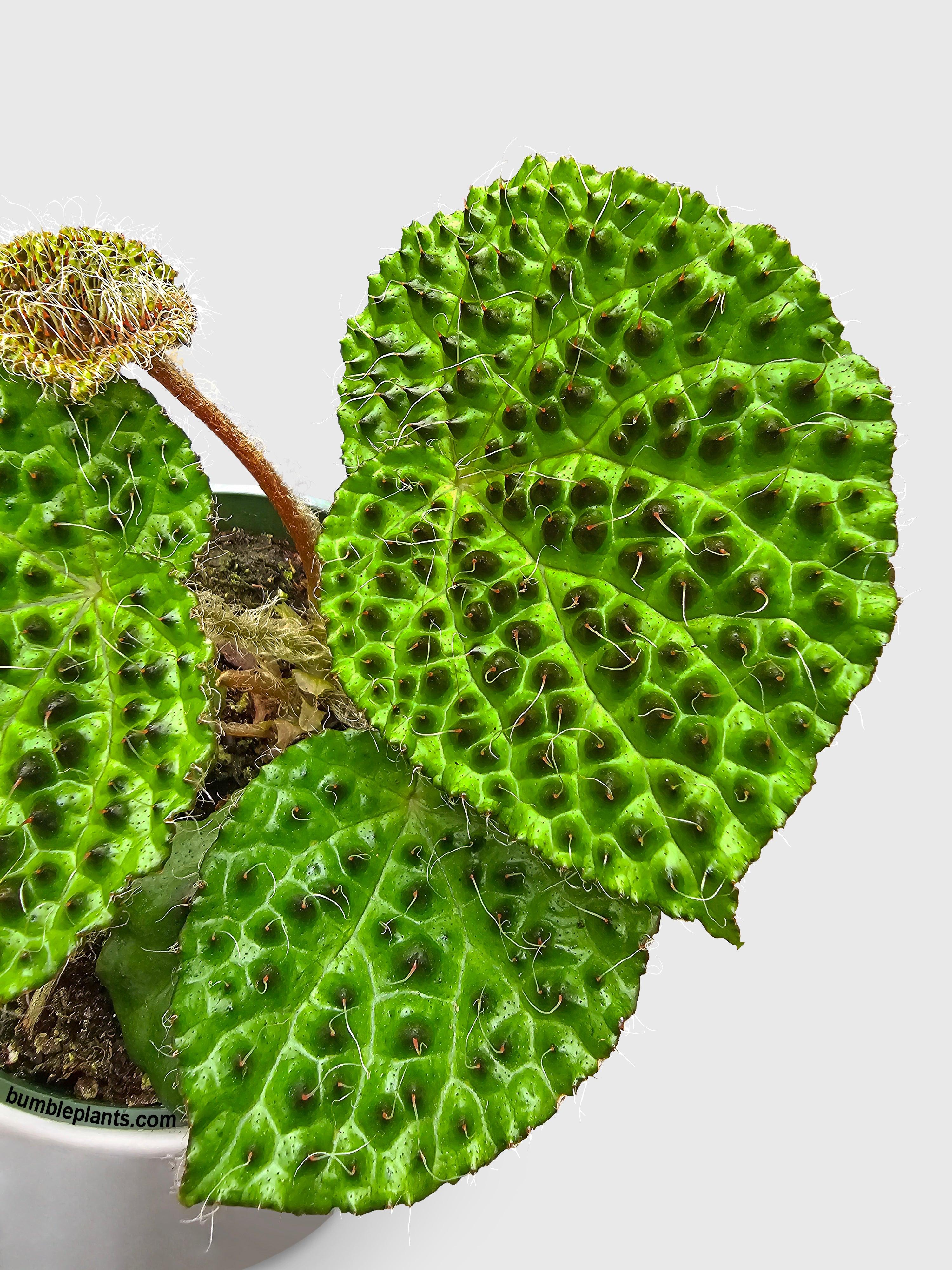 Begonia Melanobullata - Bumble Plants