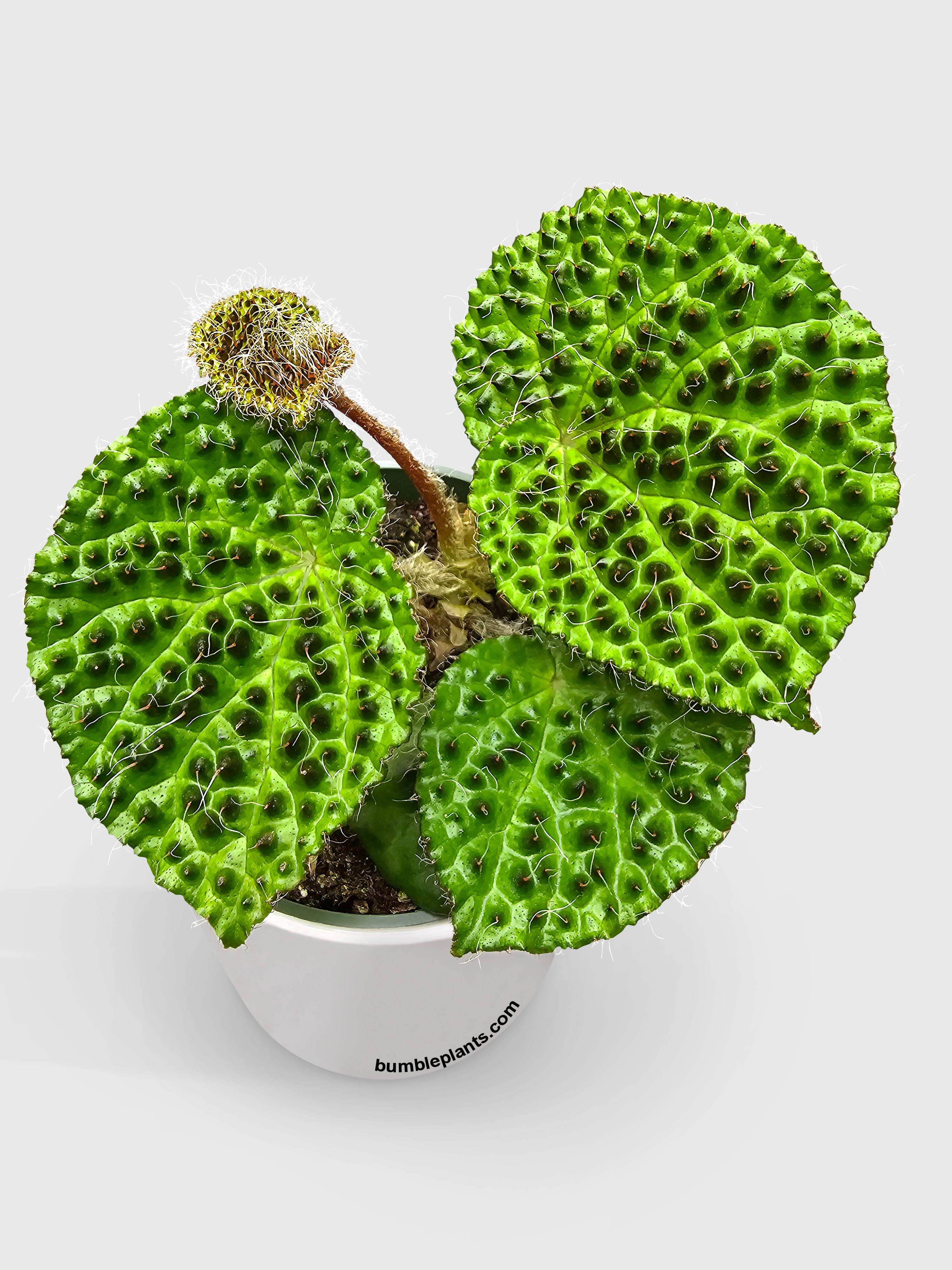 Begonia Melanobullata - Bumble Plants