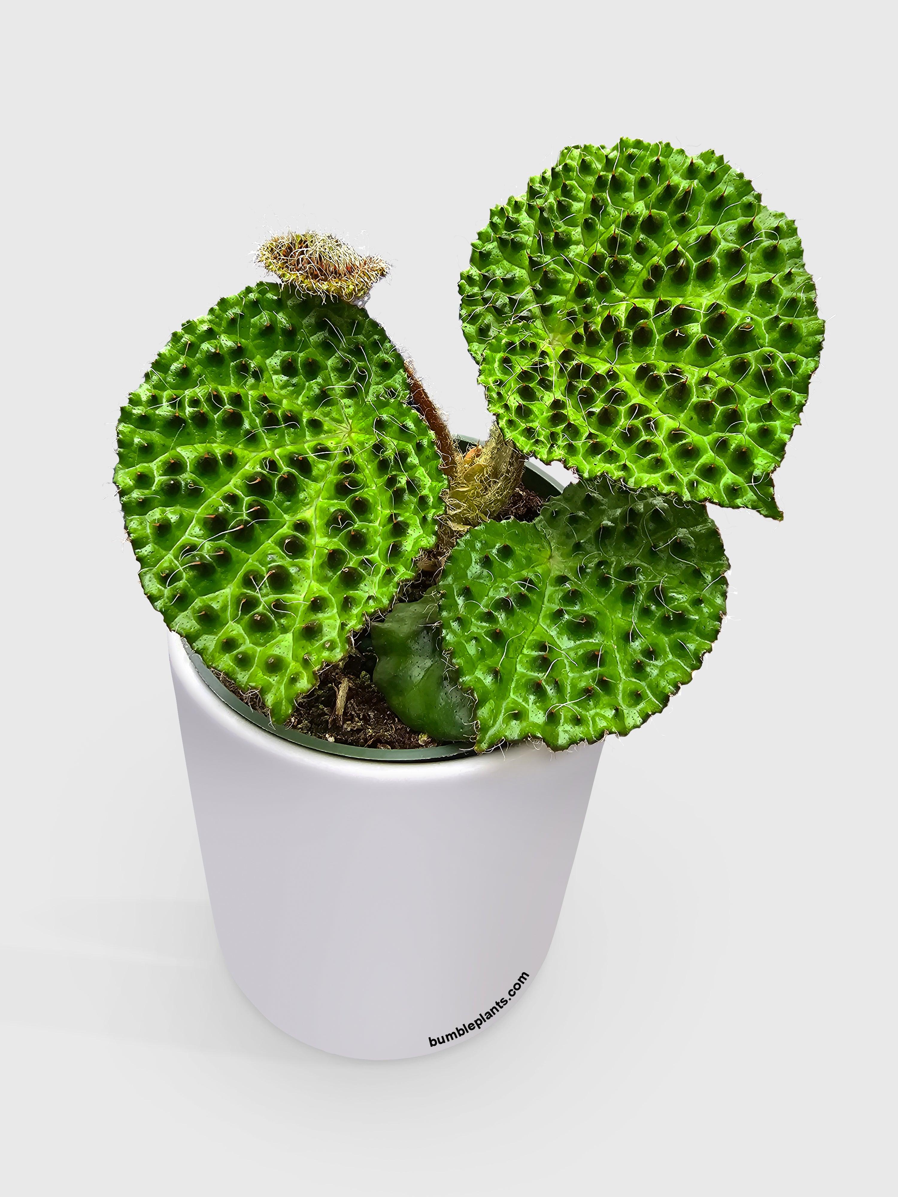 Begonia Melanobullata - Bumble Plants