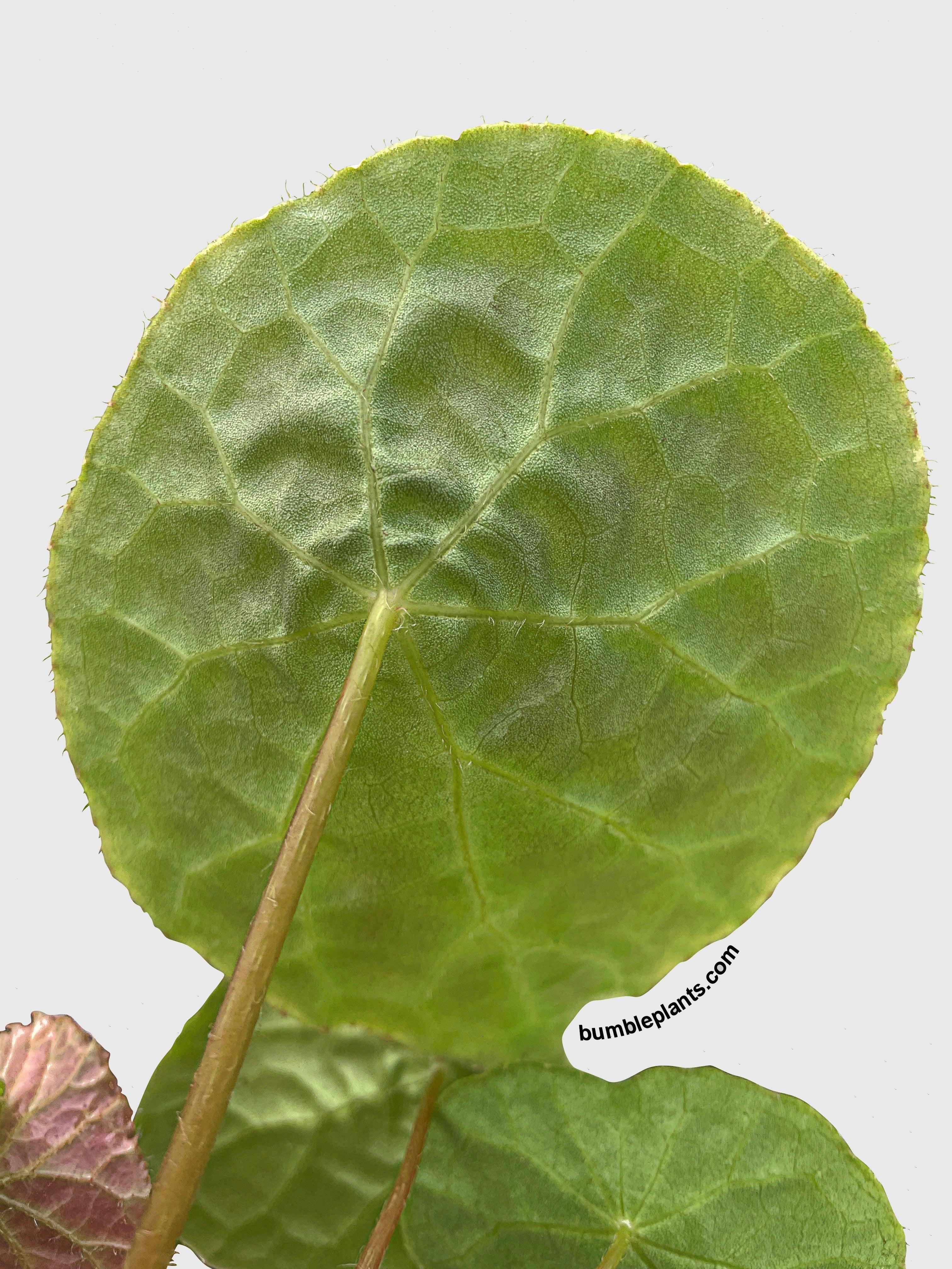 Begonia Natunaensis - Bumble Plants