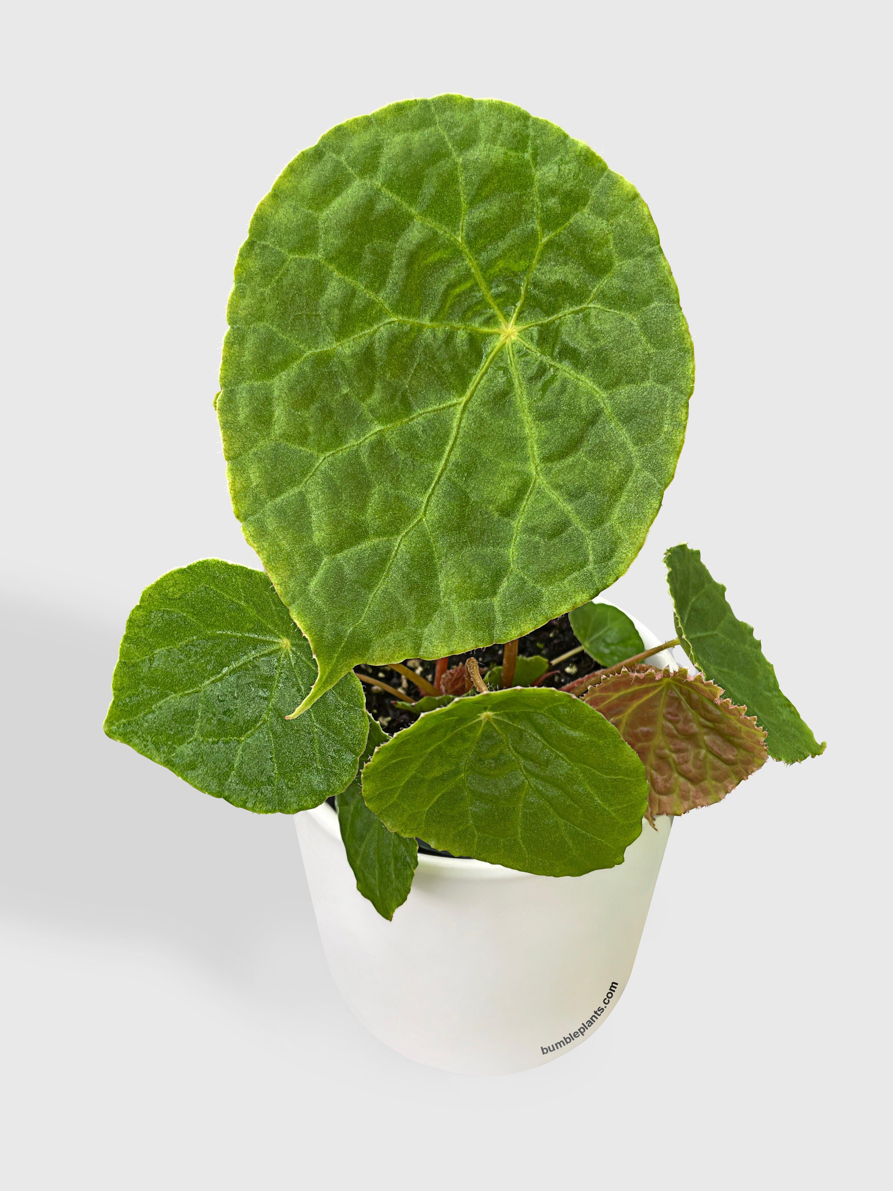 Begonia Natunaensis - Bumble Plants