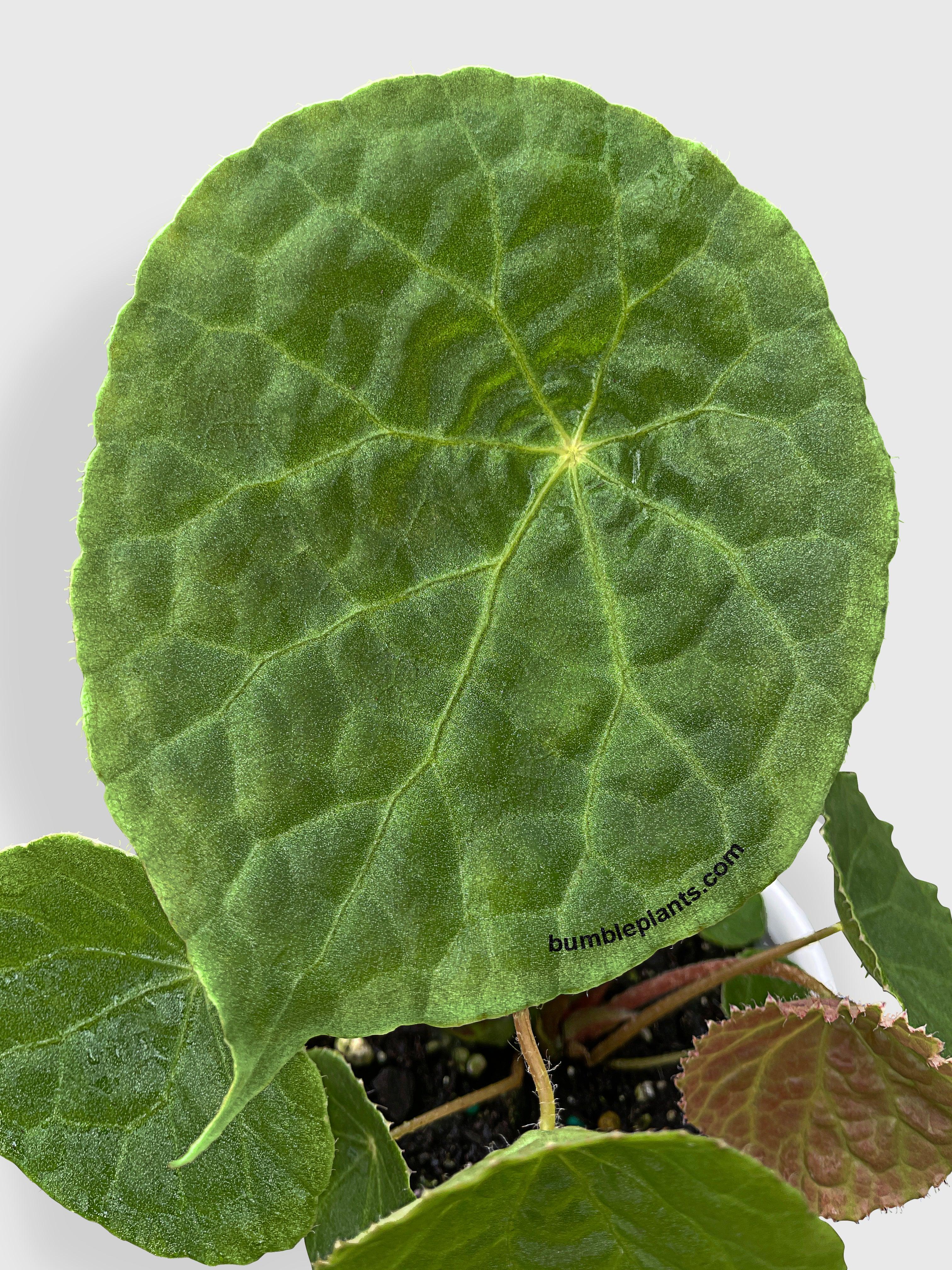 Begonia Natunaensis - Bumble Plants