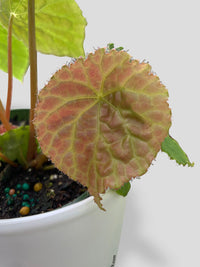 Begonia Natunaensis - Bumble Plants