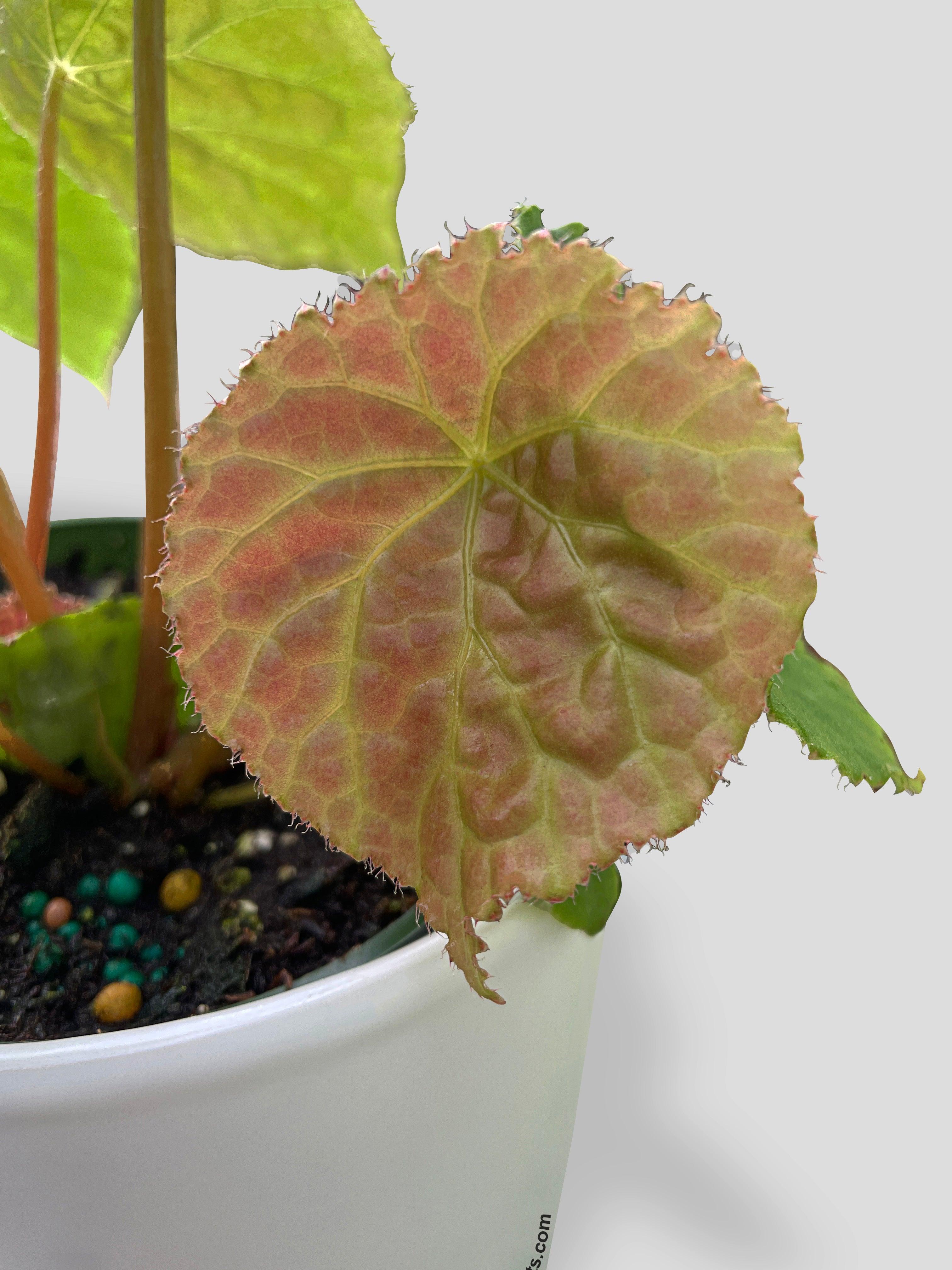 Begonia Natunaensis - Bumble Plants