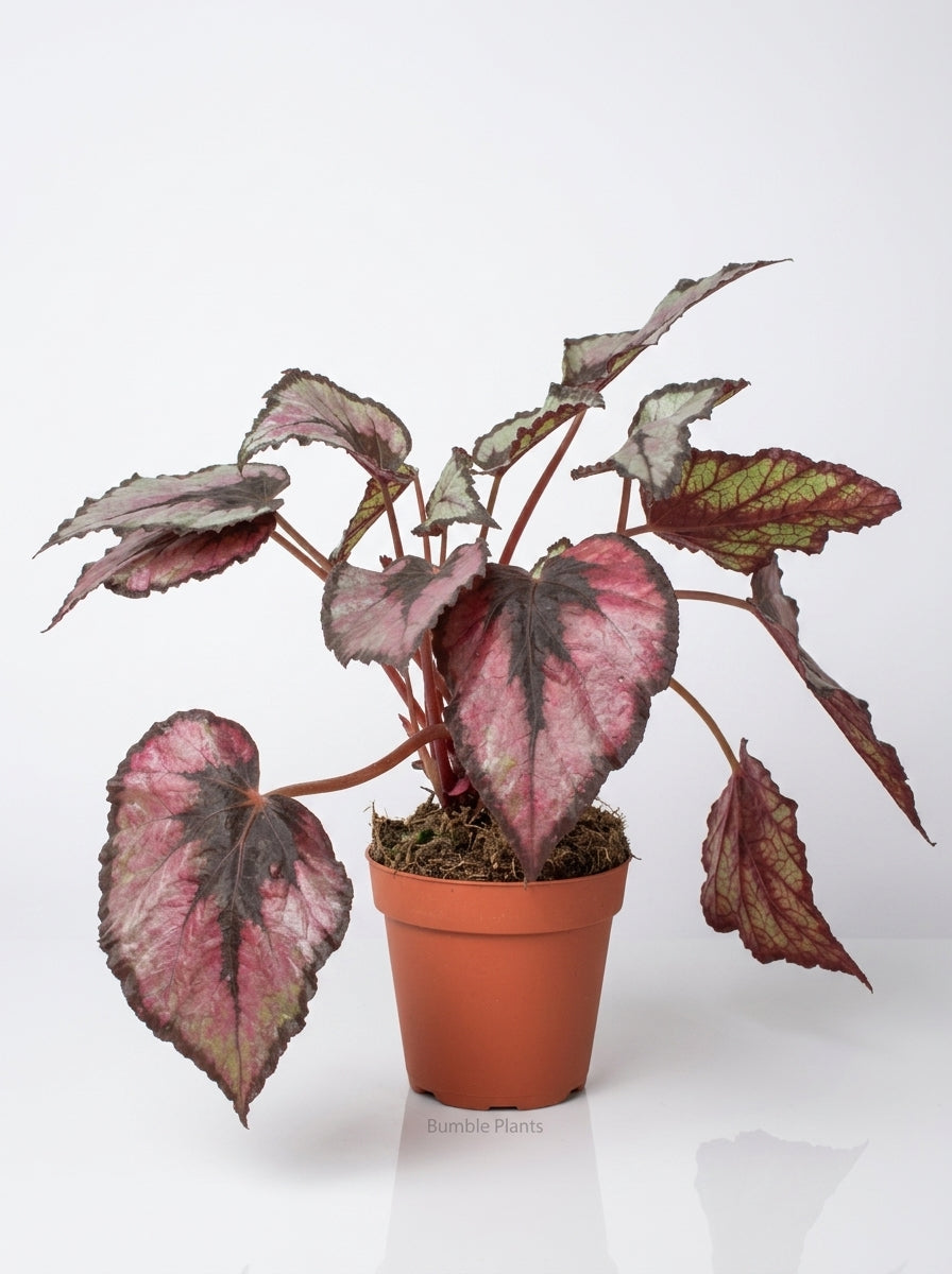 Begonia 'Rex'