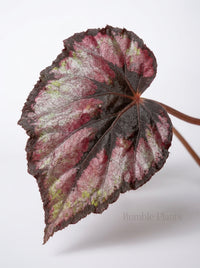 Begonia 'Rex'