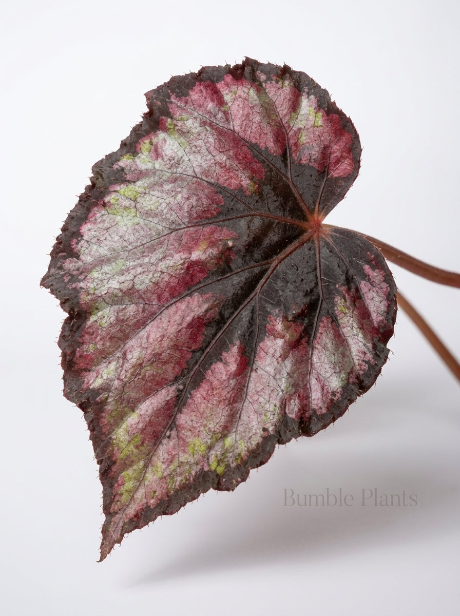 Begonia 'Rex'