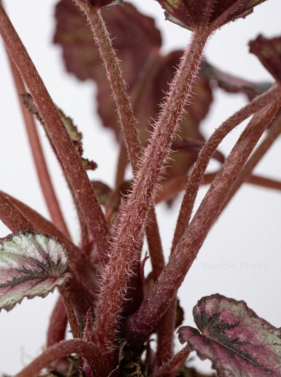 Begonia 'Rex'