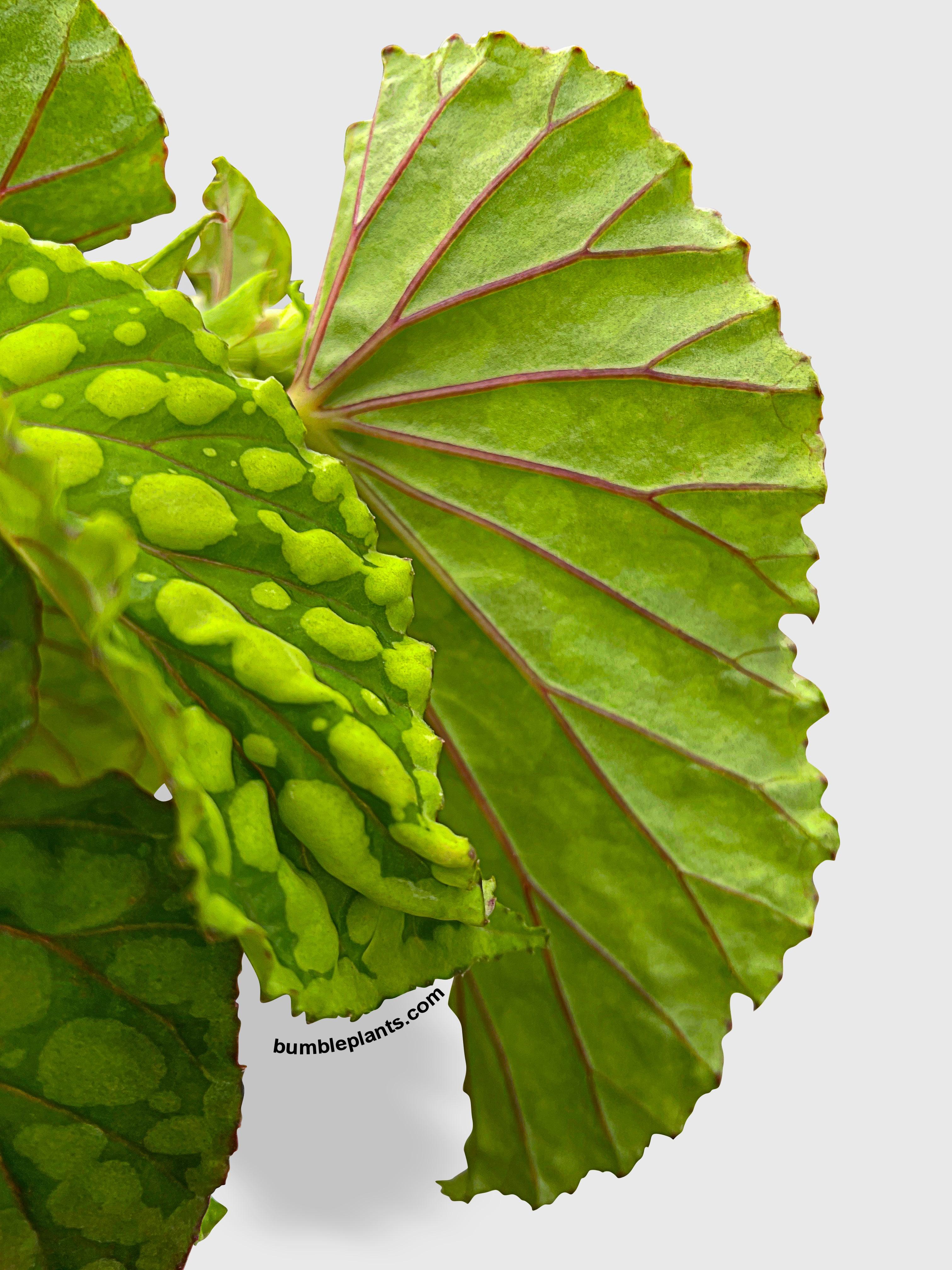 Begonia U038 Chlorosticta - Bumble Plants