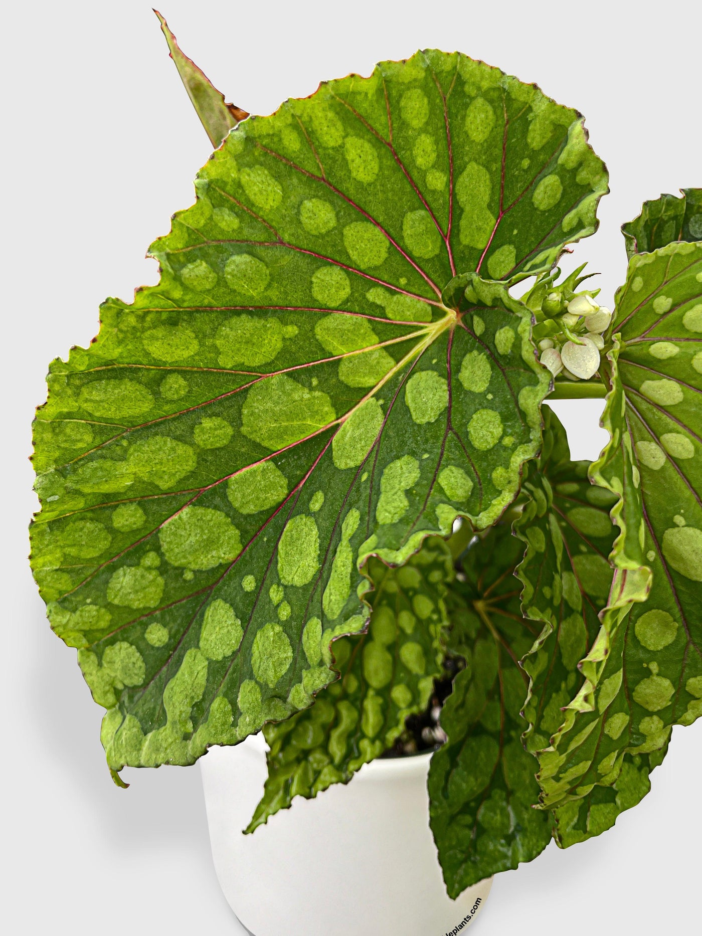 Begonia U038 Chlorosticta - Bumble Plants