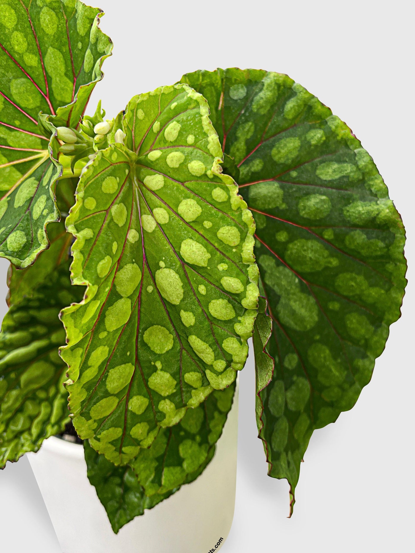 Begonia U038 Chlorosticta - Bumble Plants