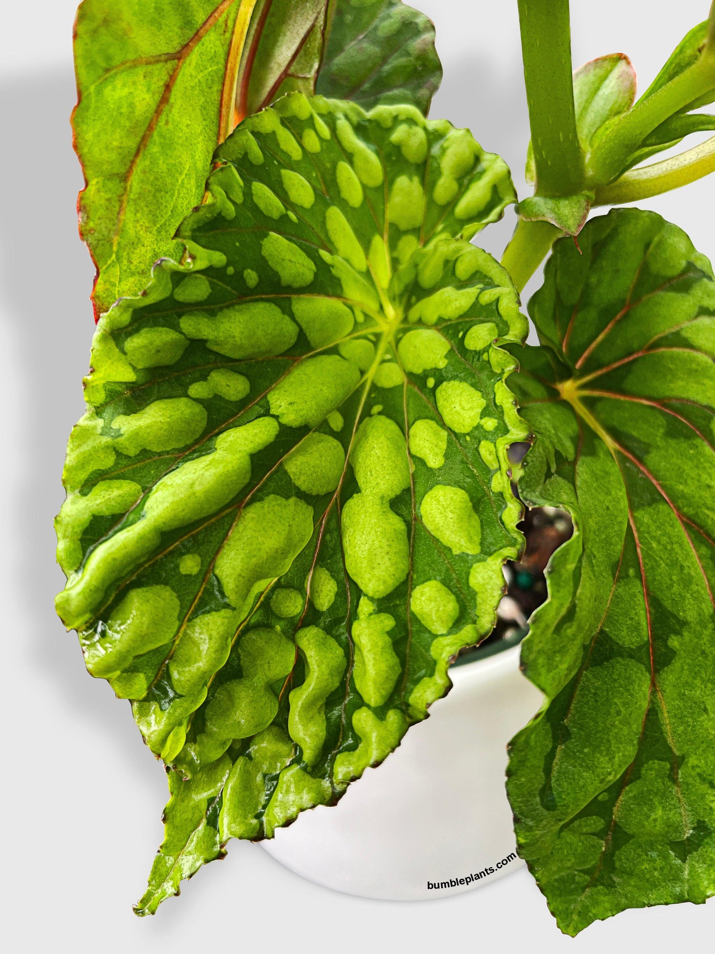 Begonia U038 Chlorosticta - Bumble Plants