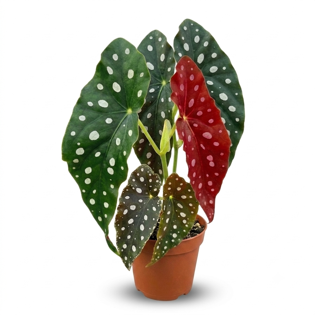 Begonia Maculata