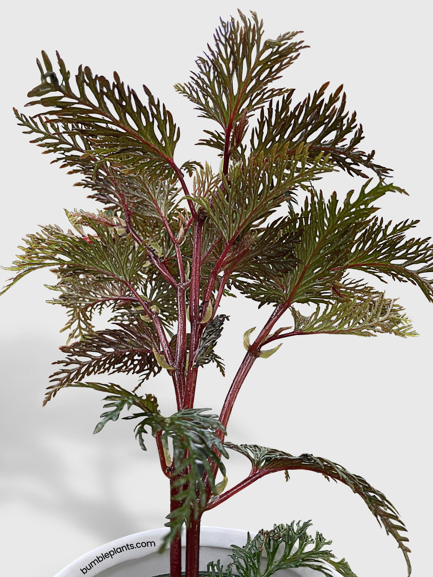 Begonia Bipinnatifida - Bumble Plants