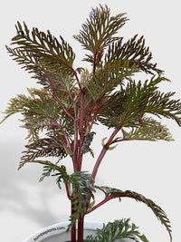 Begonia Bipinnatifida - Bumble Plants
