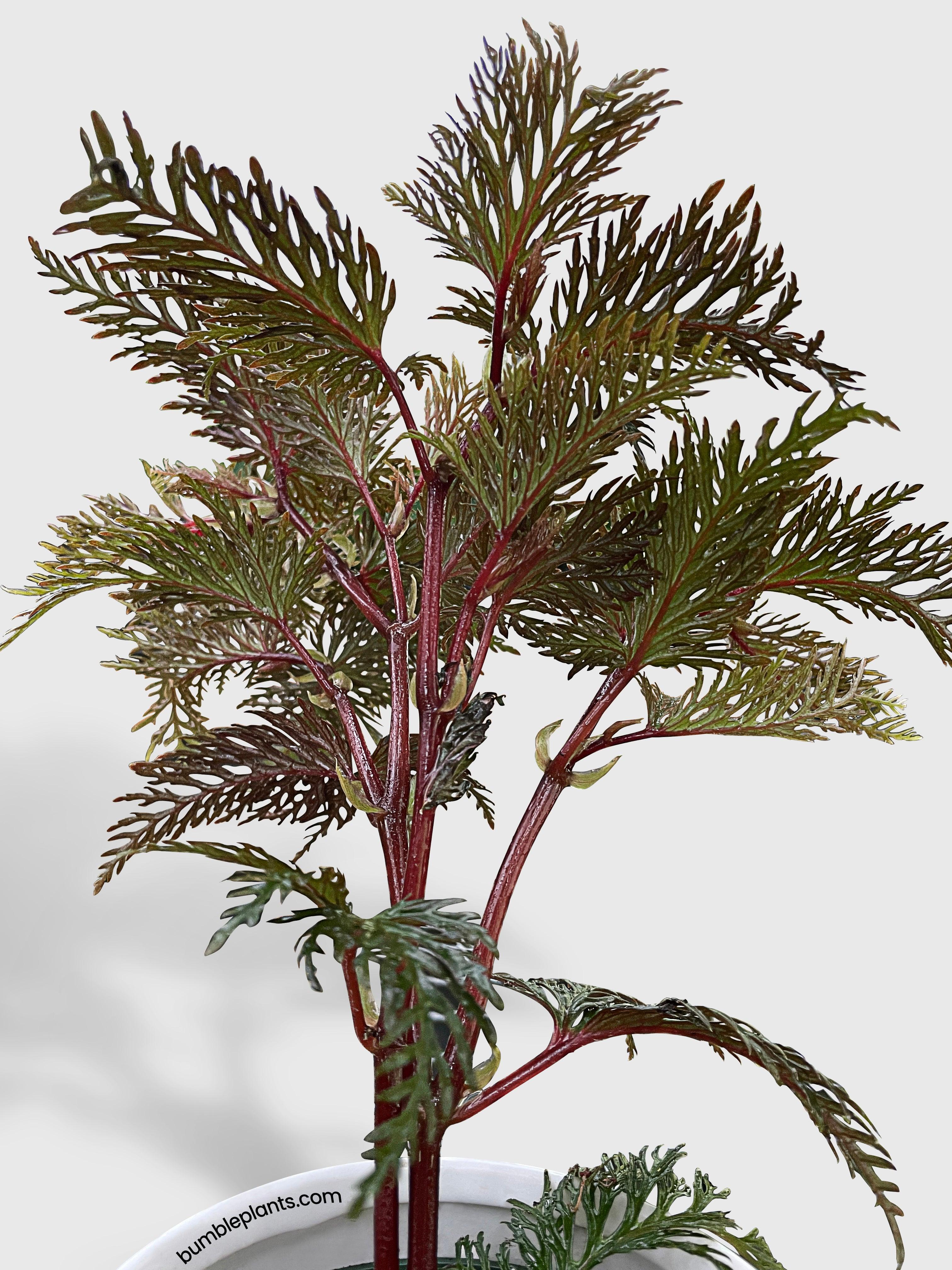 Begonia Bipinnatifida - Bumble Plants