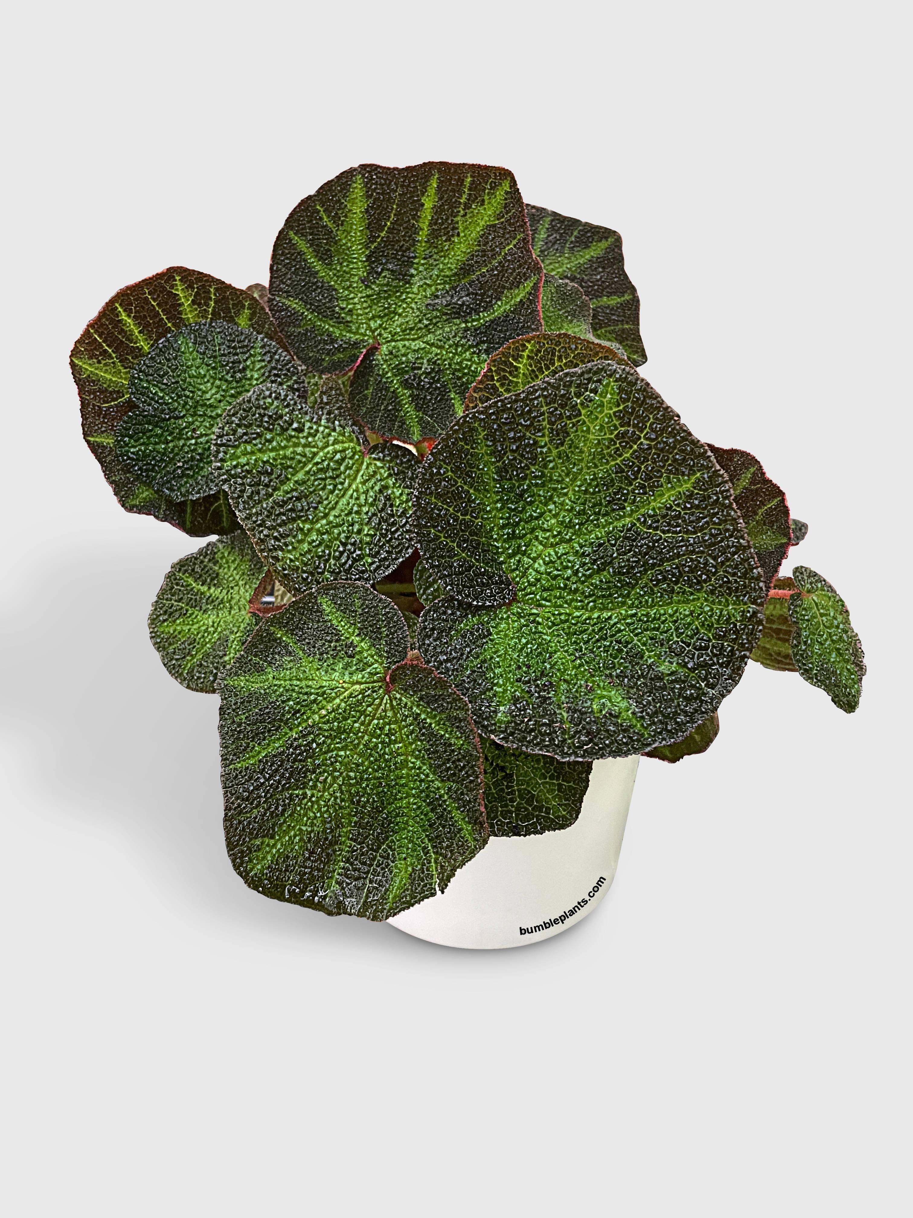 Begonia Soli-Mutata (Sun-Changing Begonia) - Bumble Plants