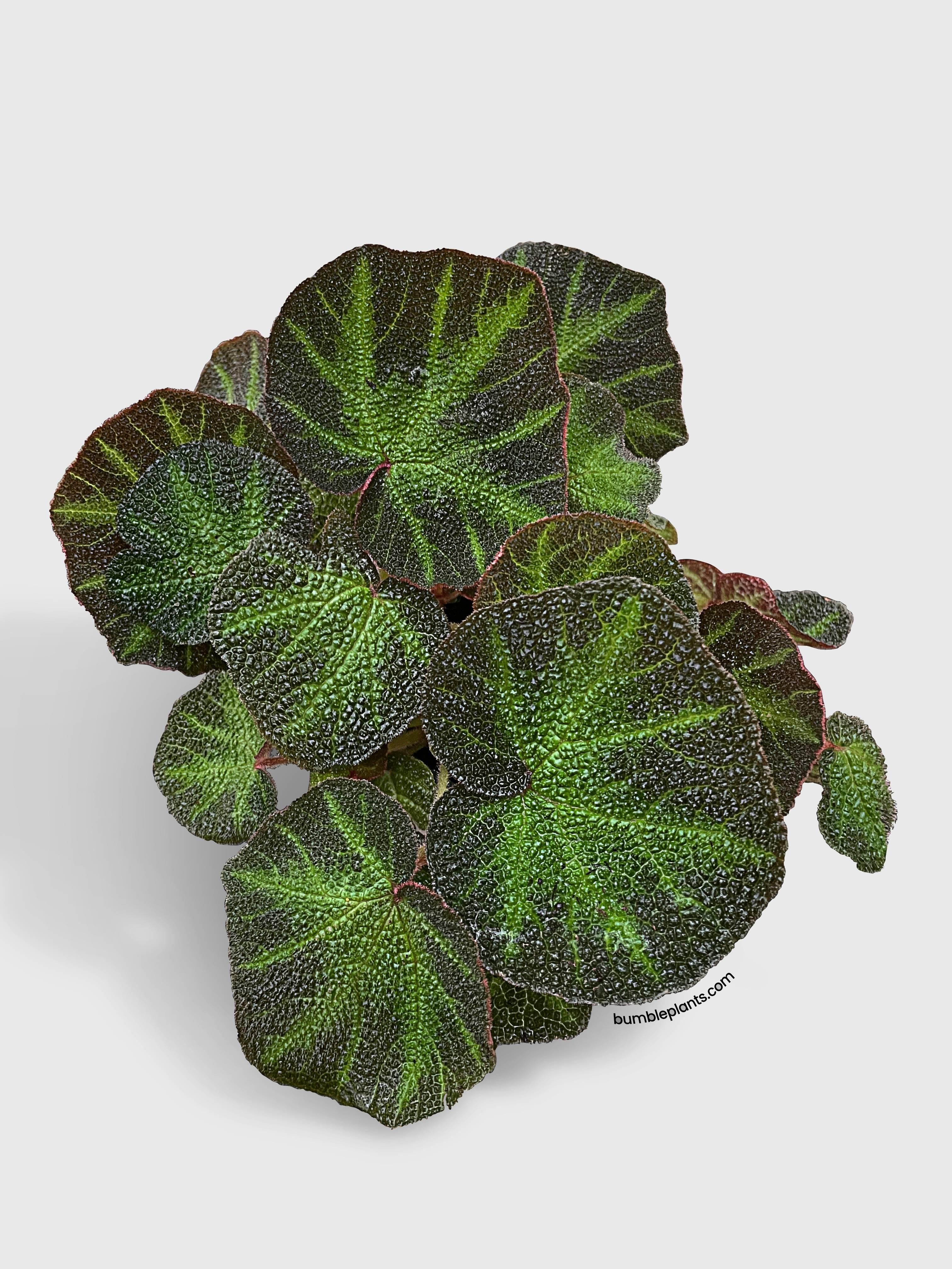 Begonia Soli-Mutata (Sun-Changing Begonia) · Bumble Plants