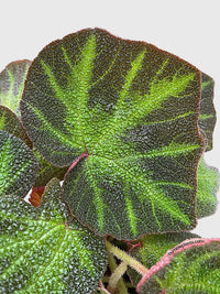 Begonia Soli-Mutata (Sun-Changing Begonia) - Bumble Plants