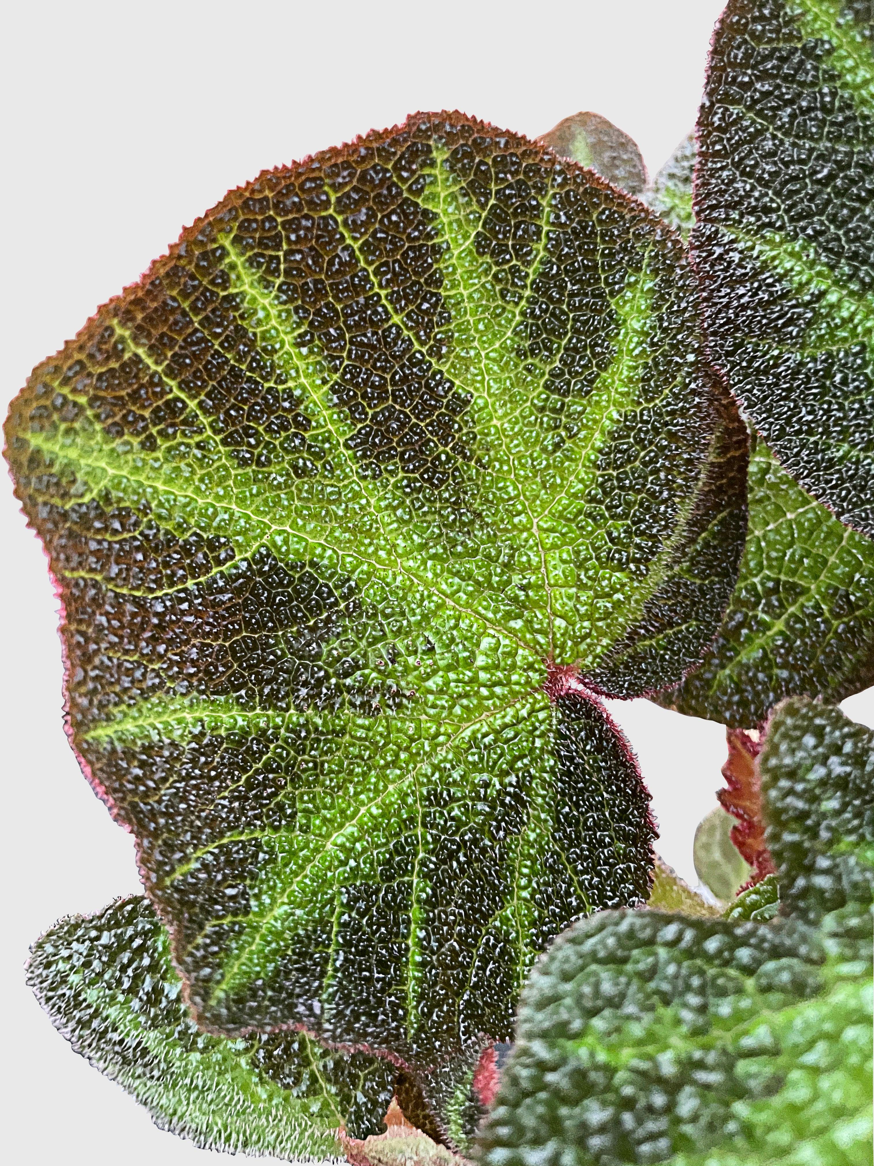 Begonia Soli-Mutata (Sun-Changing Begonia) - Bumble Plants