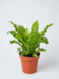 Bird's Nest 'Leslie' Fern