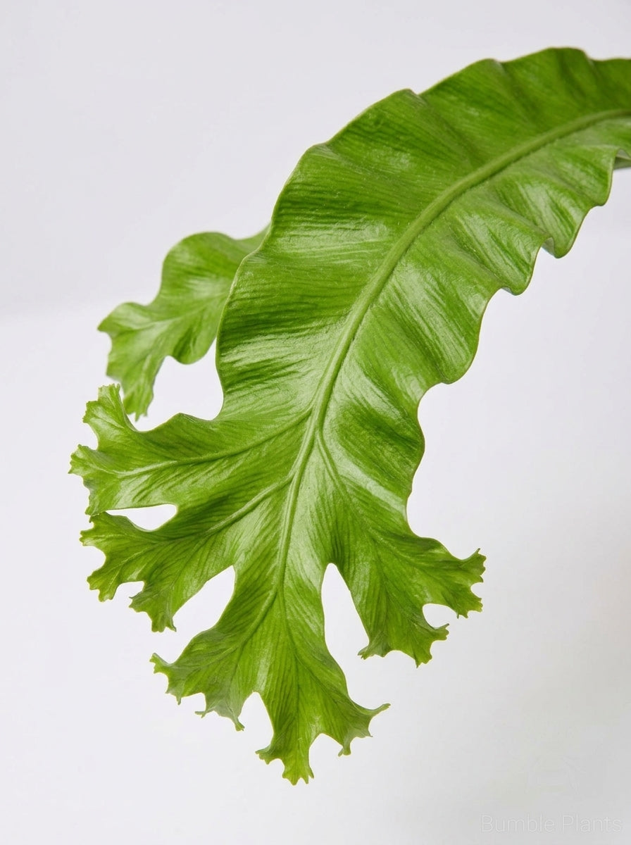 Bird's Nest 'Leslie' Fern