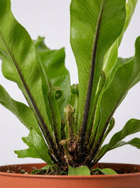 Bird's Nest 'Leslie' Fern