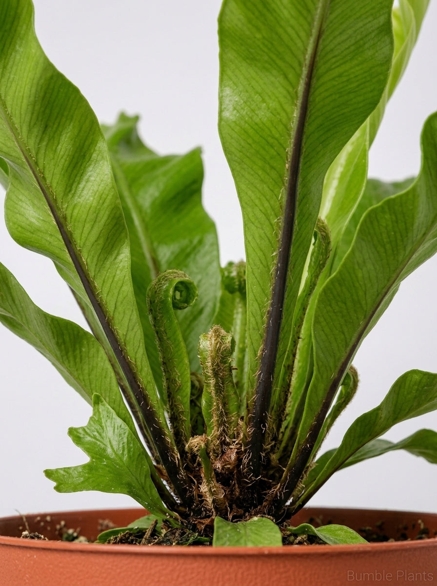 Bird's Nest 'Leslie' Fern