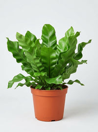 Bird's Nest 'Nidus' Fern