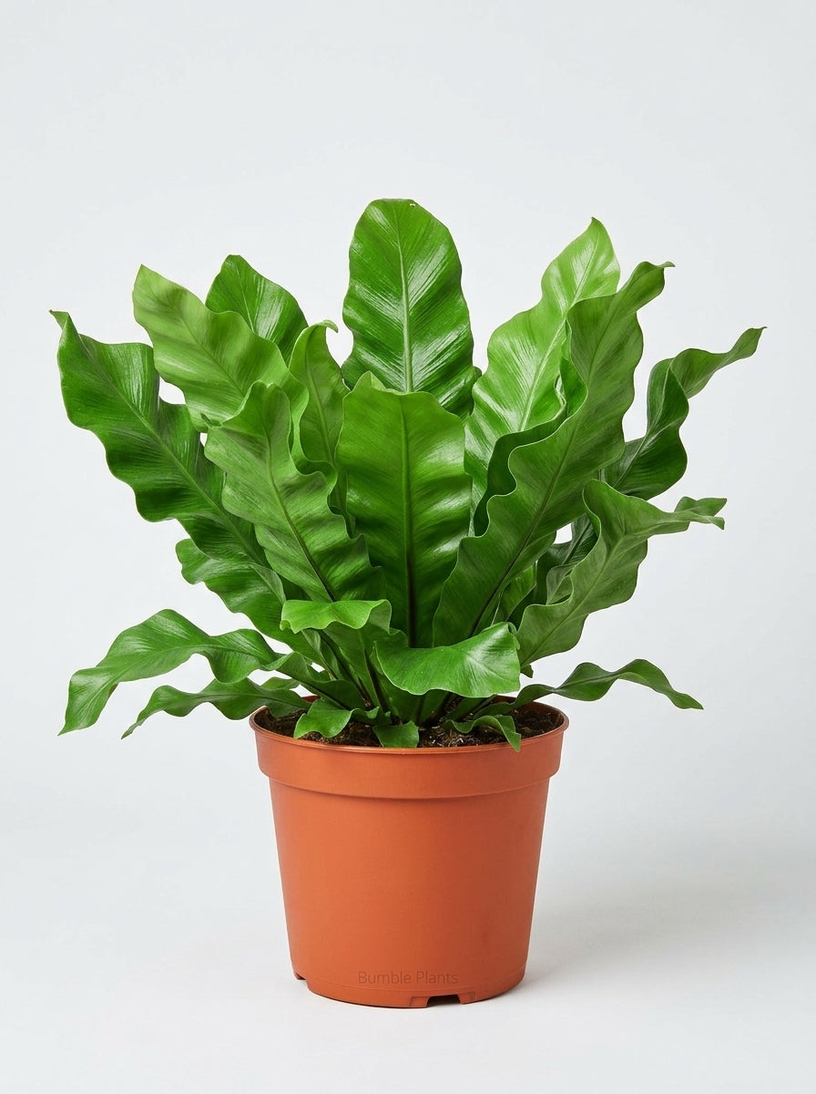Bird's Nest 'Nidus' Fern