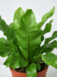 Bird's Nest 'Nidus' Fern