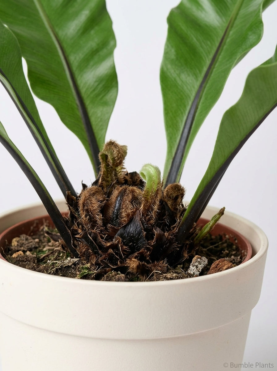 Bird's Nest 'Nidus' Fern