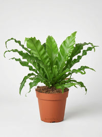 Asplenium Antiquum Bird’s Nest 'Victoria' Fern