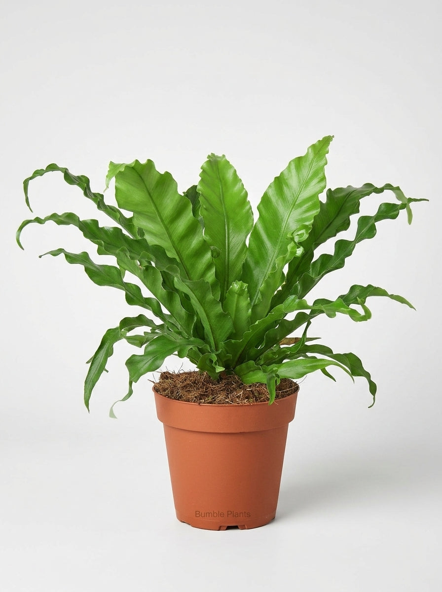 Asplenium Antiquum Bird’s Nest 'Victoria' Fern