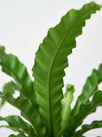 Asplenium Antiquum Bird’s Nest 'Victoria' Fern