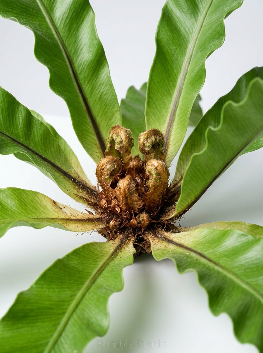 Asplenium Antiquum Bird’s Nest 'Victoria' Fern