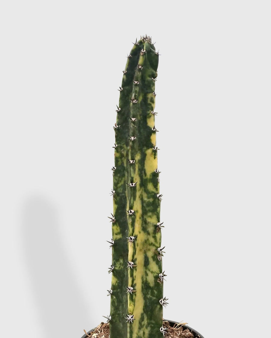 Variegated Blue Candle Cactus