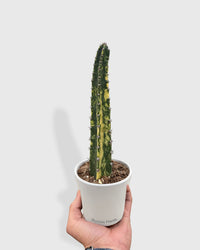 Variegated Blue Candle Cactus