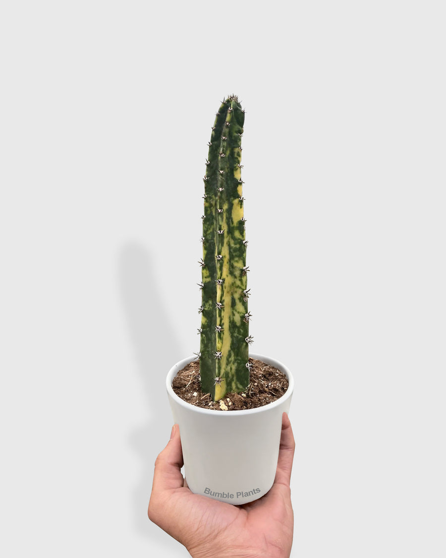Variegated Blue Candle Cactus