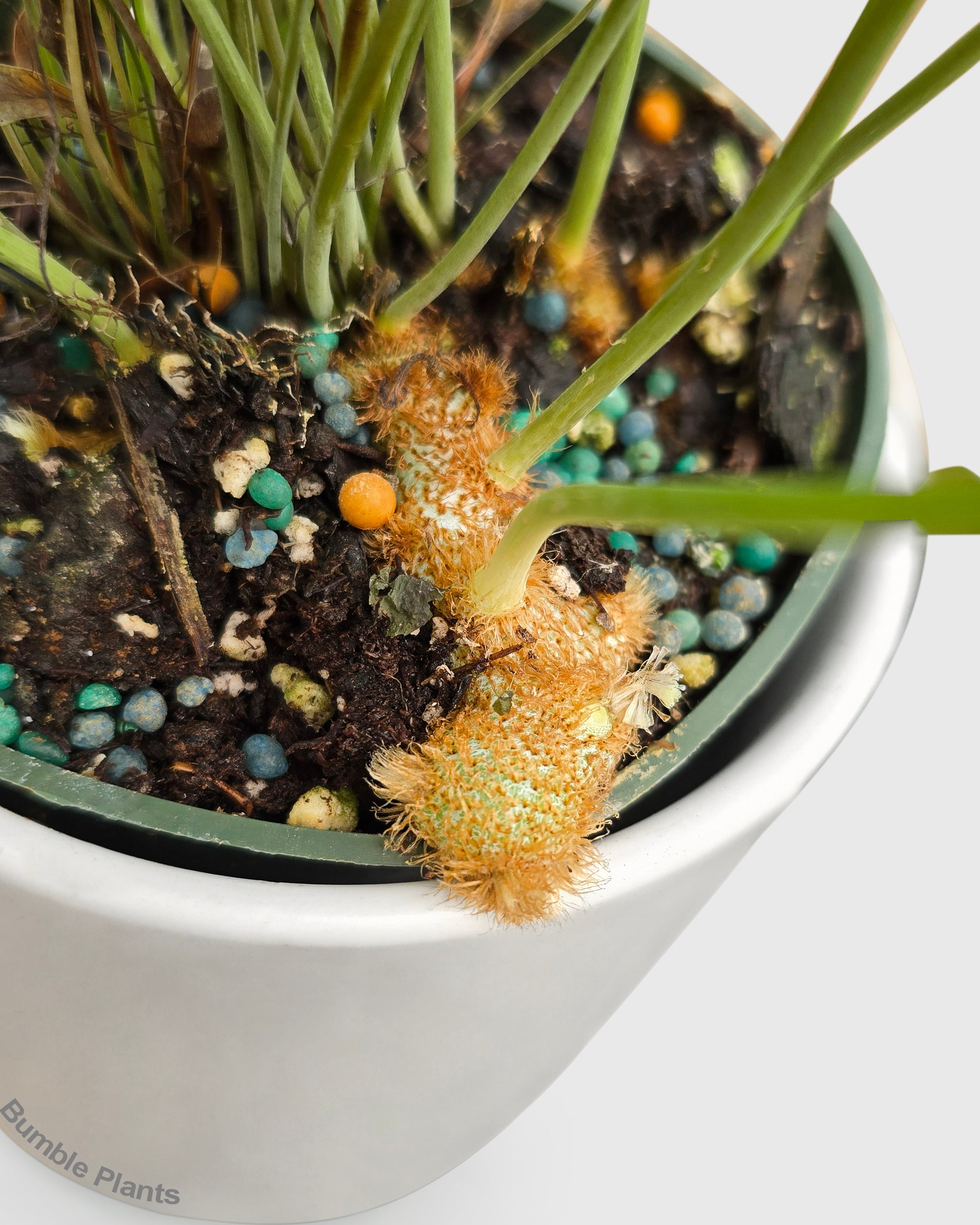 Fern 'Blue Star'