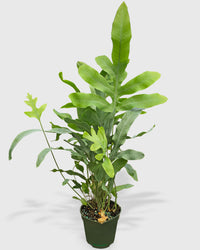 Fern 'Blue Star'